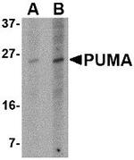 PUMA alpha Antibody in Western Blot (WB)