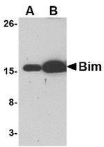Bim Antibody in Western Blot (WB)