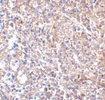 MD-2 Antibody in Immunohistochemistry (IHC)