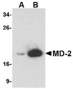 MD-2 Antibody in Western Blot (WB)