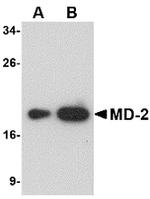 MD-2 Antibody in Western Blot (WB)