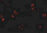 XBP1 Antibody in Immunocytochemistry (ICC/IF)