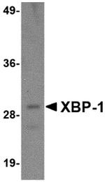 XBP1 Antibody in Western Blot (WB)