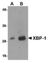 XBP1 Antibody in Western Blot (WB)