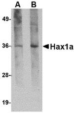 HAX1 Antibody in Western Blot (WB)