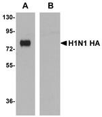 Influenza A H1N1 HA Antibody in Western Blot (WB)