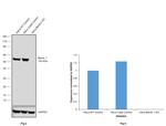 Beclin 1 Antibody in Western Blot (WB)