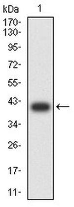 c-Rel Antibody in Western Blot (WB)