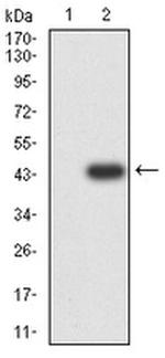 c-Rel Antibody in Western Blot (WB)