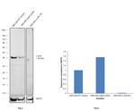 c-Jun Antibody in Western Blot (WB)