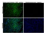 c-Kit Antibody in Immunohistochemistry (Paraffin) (IHC (P))