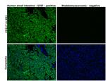 c-Kit Antibody in Immunohistochemistry (Paraffin) (IHC (P))