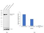 gamma Catenin Antibody