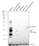 MBP Antibody