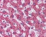 TNFRSF11B Antibody in Immunohistochemistry (Paraffin) (IHC (P))