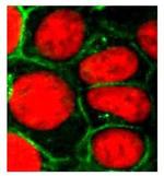 MRP1 Antibody in Immunocytochemistry (ICC/IF)