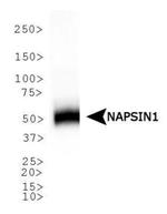 NAPSA Antibody in Western Blot (WB)