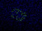 HPa2 Antibody in Immunocytochemistry (ICC/IF)