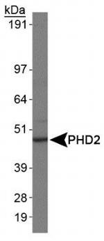 PHD2 Antibody in Western Blot (WB)