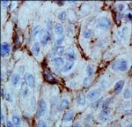 PHD3 Antibody in Immunohistochemistry (Paraffin) (IHC (P))