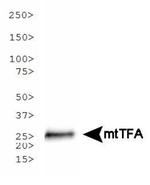 TFAM Antibody in Western Blot (WB)