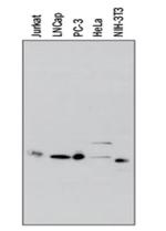 IkB alpha Antibody in Western Blot (WB)