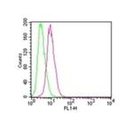 IKK beta Antibody in Flow Cytometry (Flow)