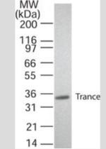 CD254 (RANK Ligand) Antibody in Western Blot (WB)