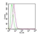 IKK beta Antibody in Flow Cytometry (Flow)