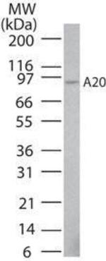 TNFAIP3 Antibody in Western Blot (WB)