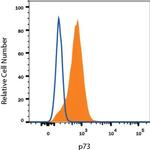 p73 Antibody in Flow Cytometry (Flow)