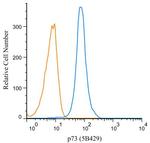 p73 Antibody in Flow Cytometry (Flow)