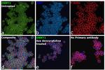 DNMT1 Antibody in Immunocytochemistry (ICC/IF)