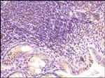 TLR3 Antibody in Immunohistochemistry (Paraffin) (IHC (P))