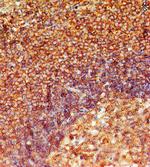 TLR8 Antibody in Immunohistochemistry (Paraffin) (IHC (P))