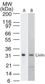 Livin Antibody in Western Blot (WB)