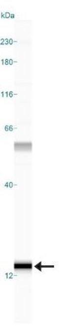 S100A7 Antibody in Western Blot (WB)