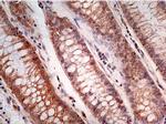 Caspase 1 Antibody in Immunohistochemistry (Paraffin) (IHC (P))