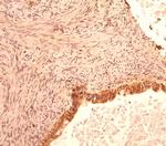 Caspase 1 Antibody in Immunohistochemistry (Paraffin) (IHC (P))