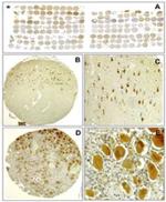 Bi-1 Antibody in Immunohistochemistry (Paraffin) (IHC (P))