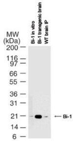 Bi-1 Antibody in Western Blot (WB)