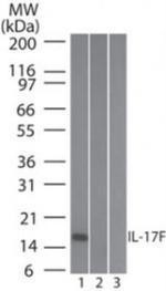 IL-17F Antibody in Western Blot (WB)