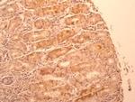 IL-17F Antibody in Immunohistochemistry (Paraffin) (IHC (P))