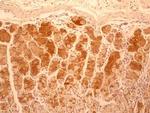 IL-17F Antibody in Immunohistochemistry (Paraffin) (IHC (P))