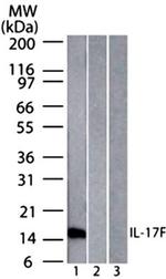 IL-17F Antibody in Western Blot (WB)