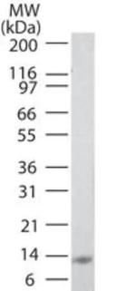 IL-25 Antibody in Western Blot (WB)