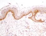 TLR5 Antibody in Immunohistochemistry (Paraffin) (IHC (P))