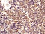 AGR2 Antibody in Immunohistochemistry (Paraffin) (IHC (P))