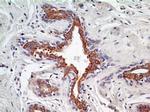 AGR2 Antibody in Immunohistochemistry (Paraffin) (IHC (P))