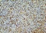 AGR2 Antibody in Immunohistochemistry (Paraffin) (IHC (P))